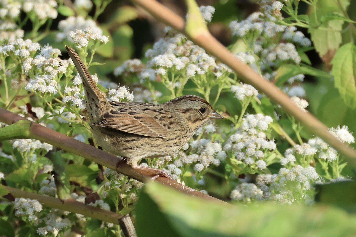 Lincoln's Sparrow - ML643396825