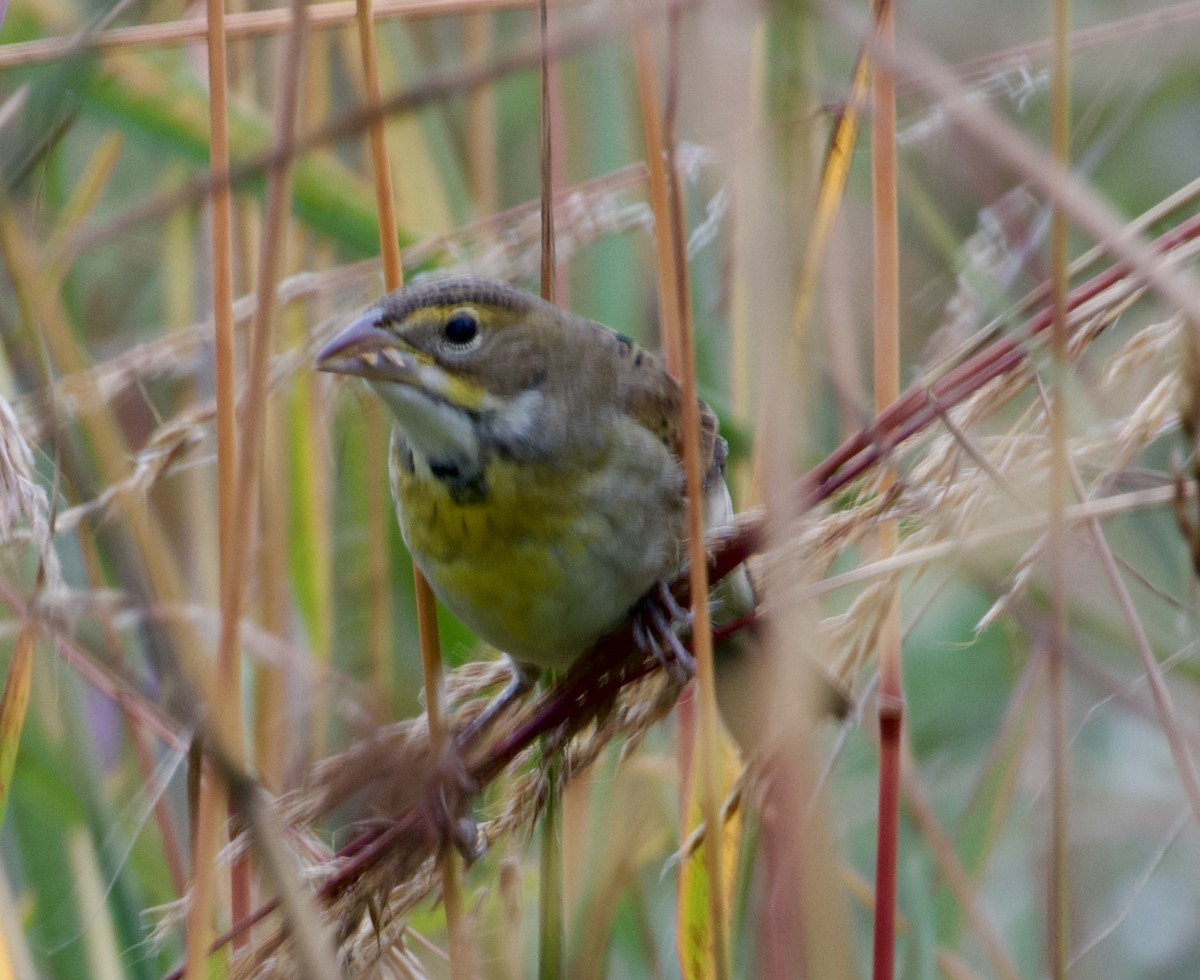 Dickcissel - ML643396828