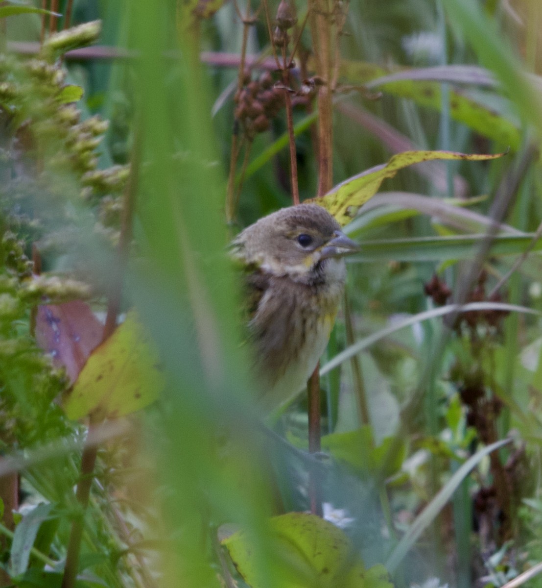 Dickcissel - ML643396829
