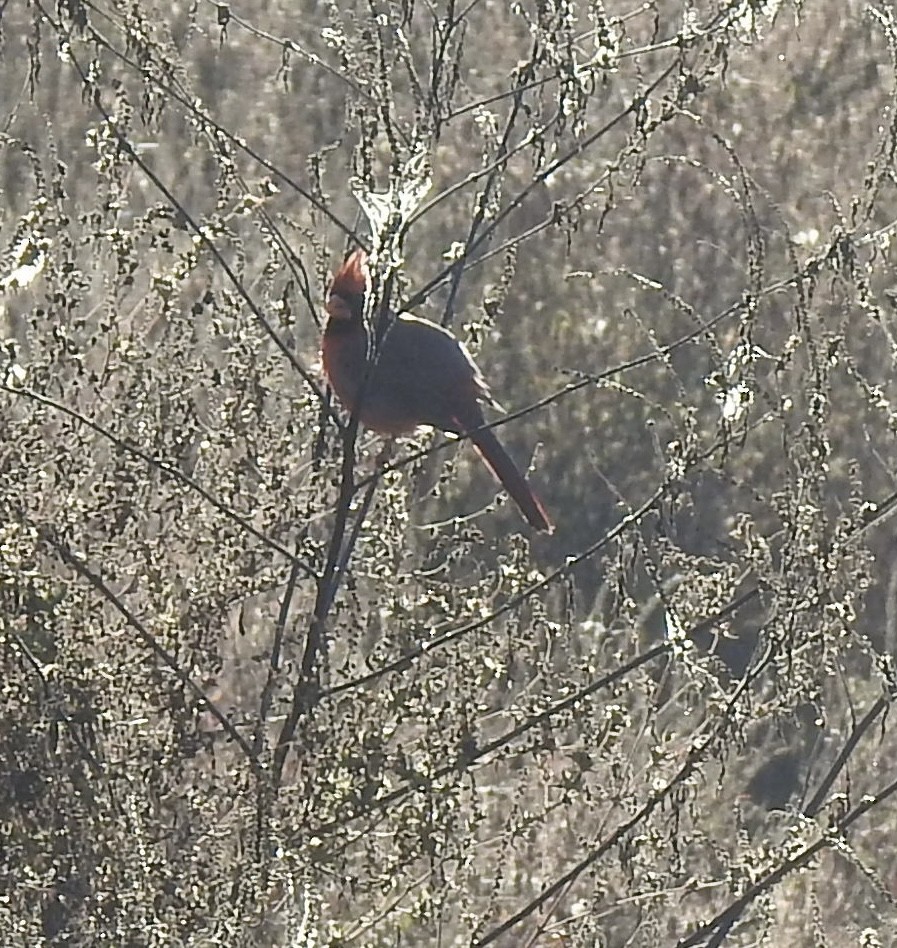 Northern Cardinal - ML643396851