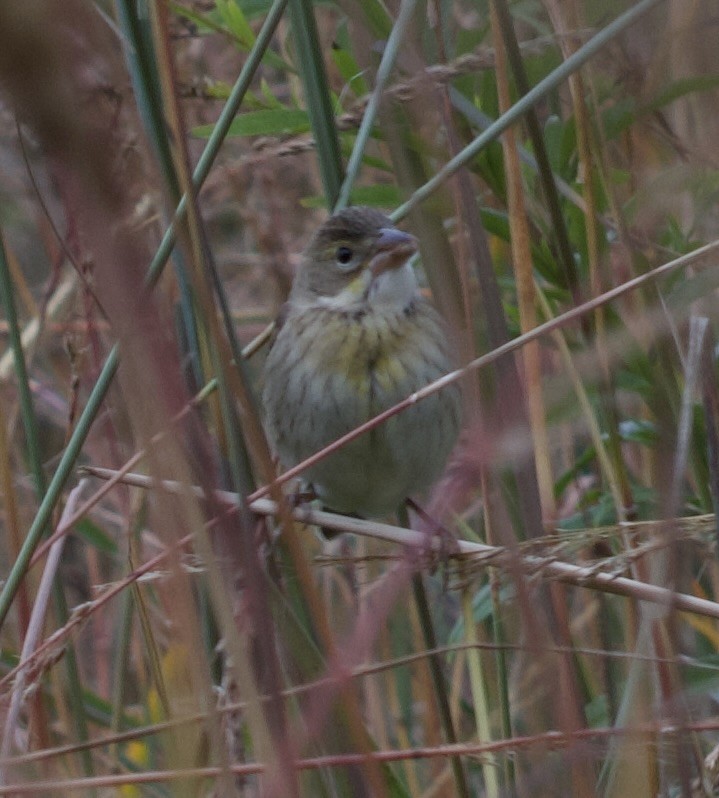 Dickcissel - ML643396853