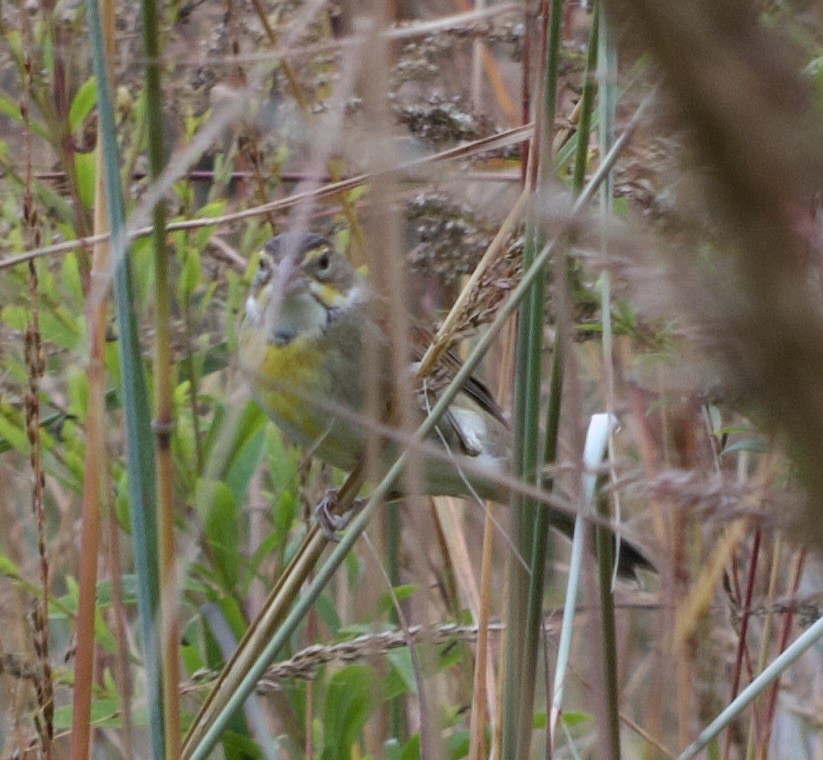 Dickcissel - ML643396854