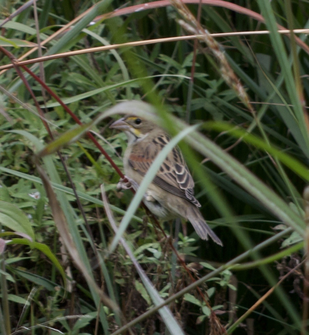 Dickcissel - ML643396855