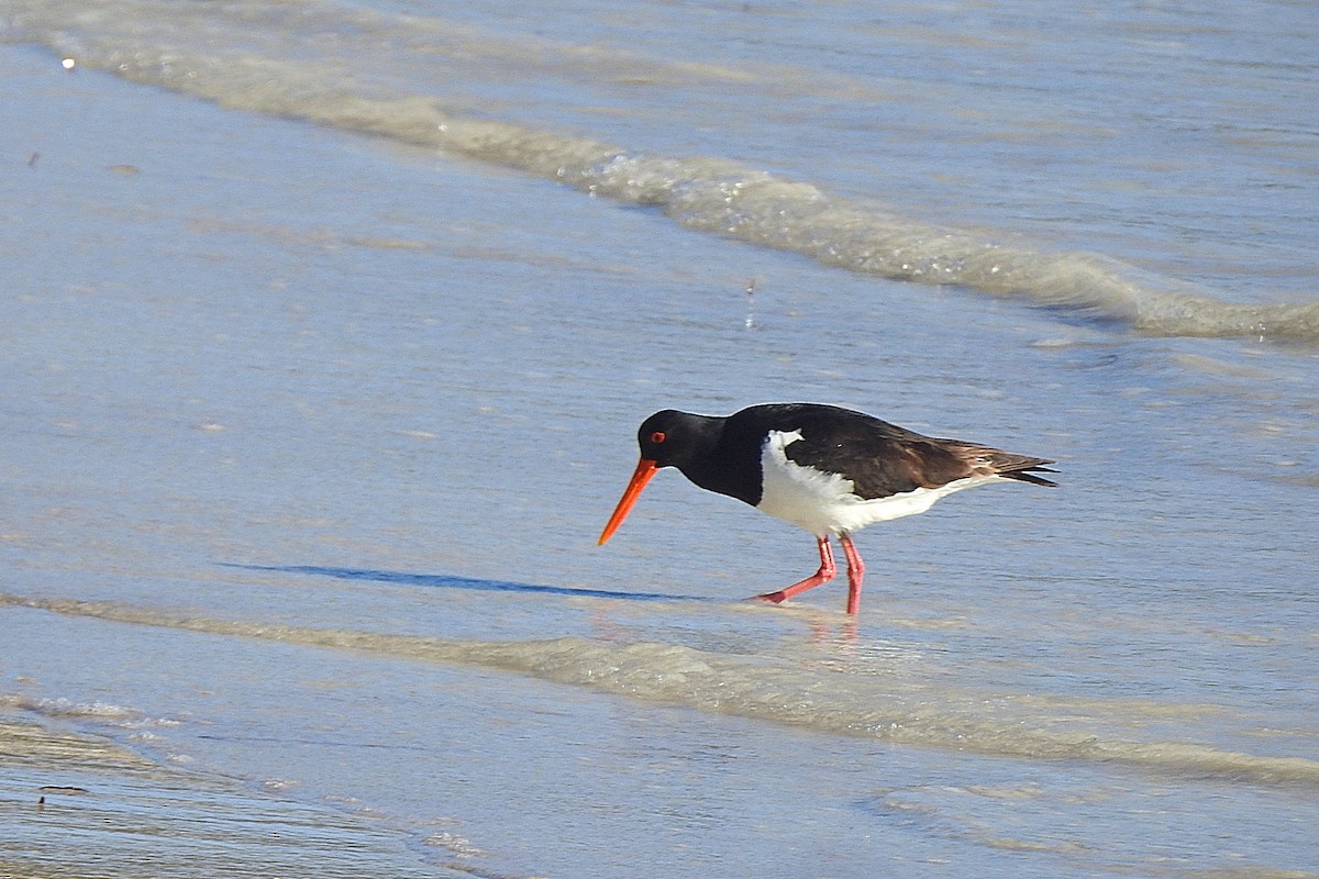 Pied Oystercatcher - ML643396856