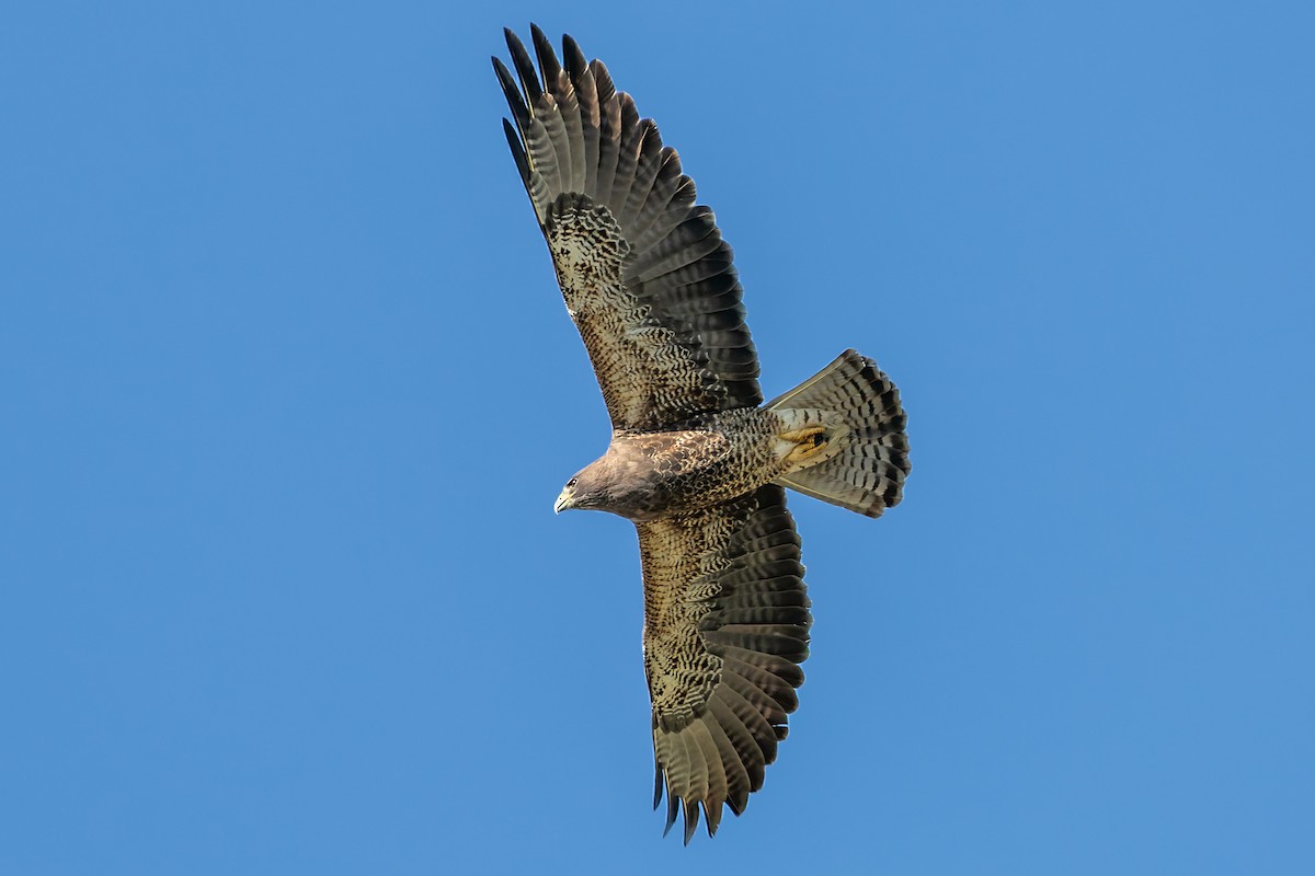 Swainson's Hawk - ML643396858