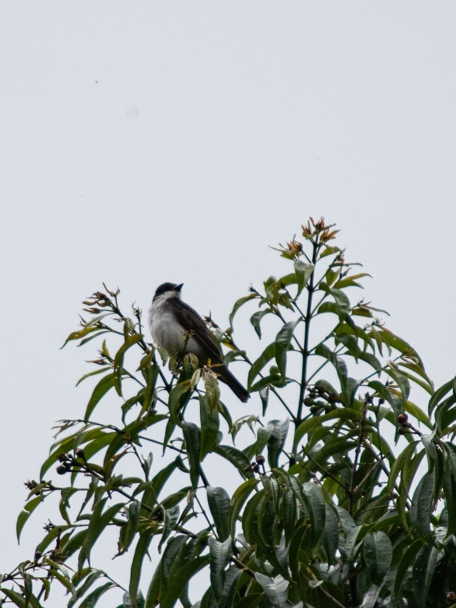 Eastern Kingbird - ML643396875
