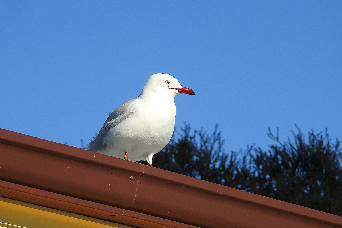 Silver Gull (Silver) - ML643396888