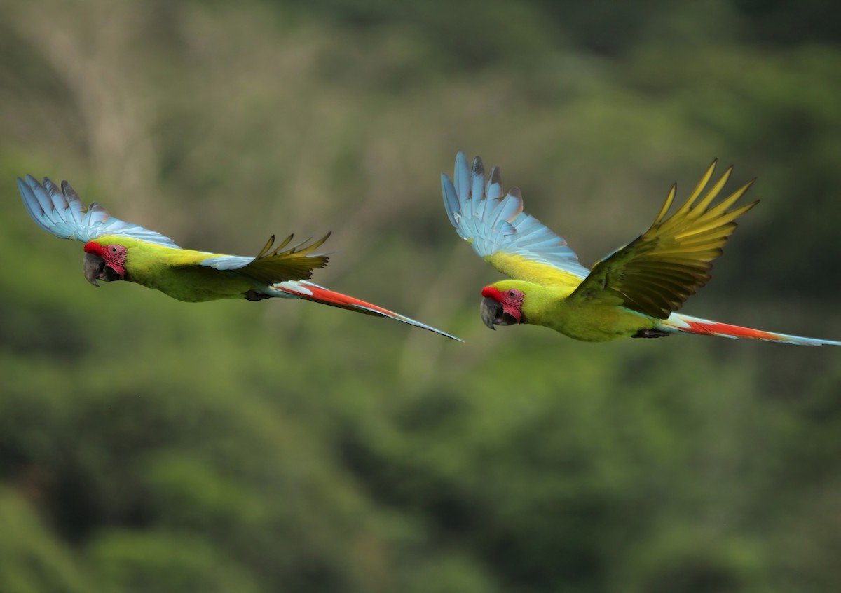 Great Green Macaw - ML643396893