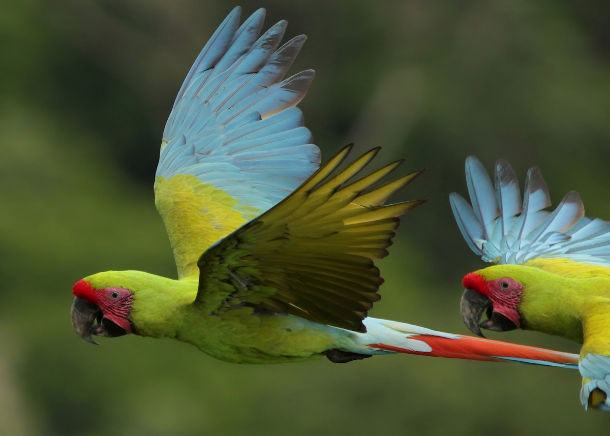 Great Green Macaw - ML643396894