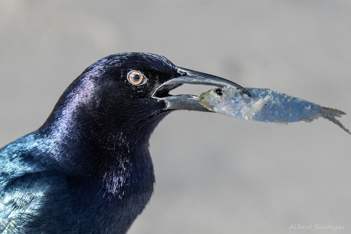 Boat-tailed Grackle - ML643396903