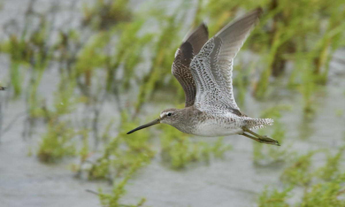 Short-billed Dowitcher - ML643396912