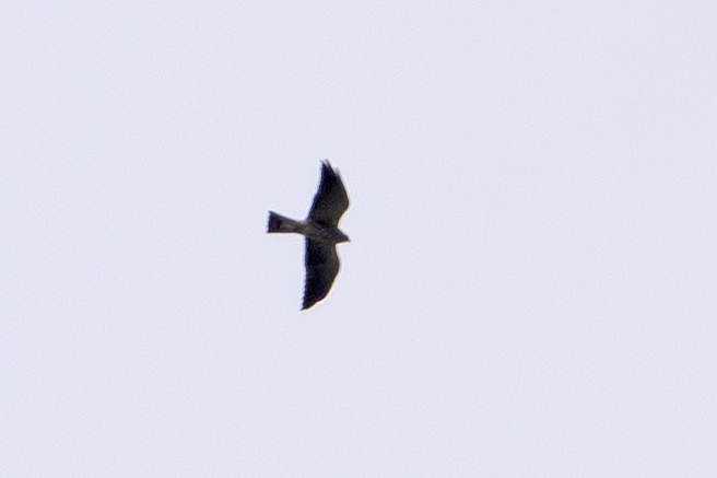 Mississippi Kite - ML643396916