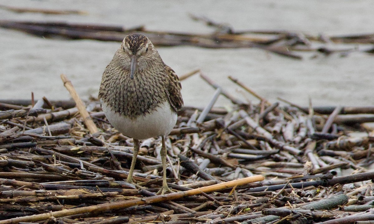 Pectoral Sandpiper - ML643396917