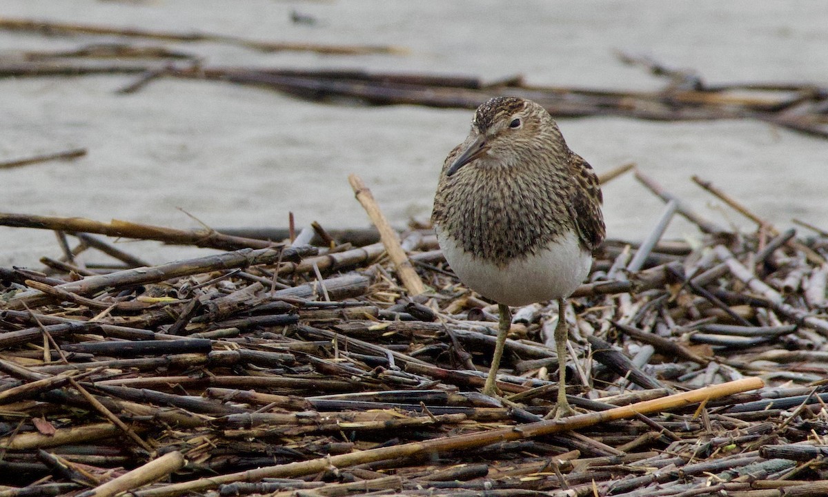 Pectoral Sandpiper - ML643396918