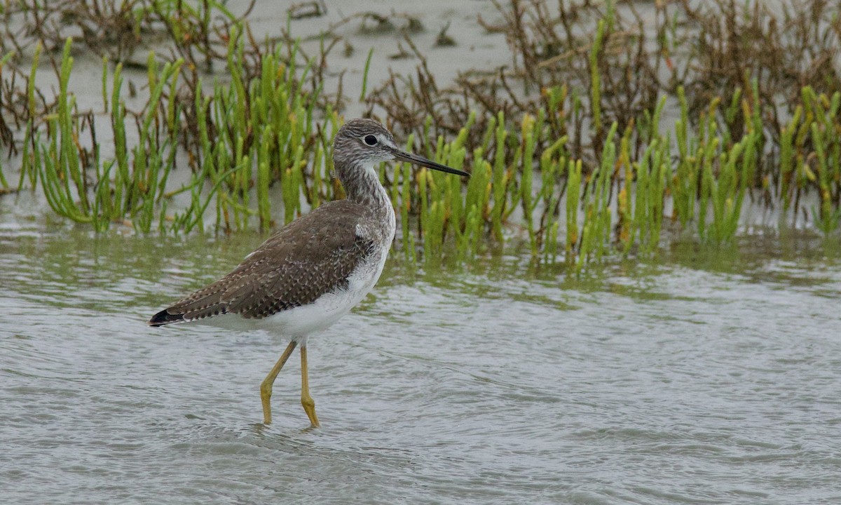 Greater Yellowlegs - ML643396942