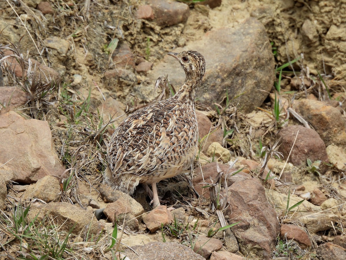 Tinamou orné - ML643396943
