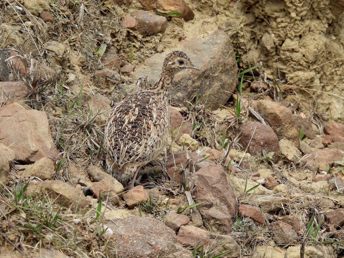 Tinamou orné - ML643396944