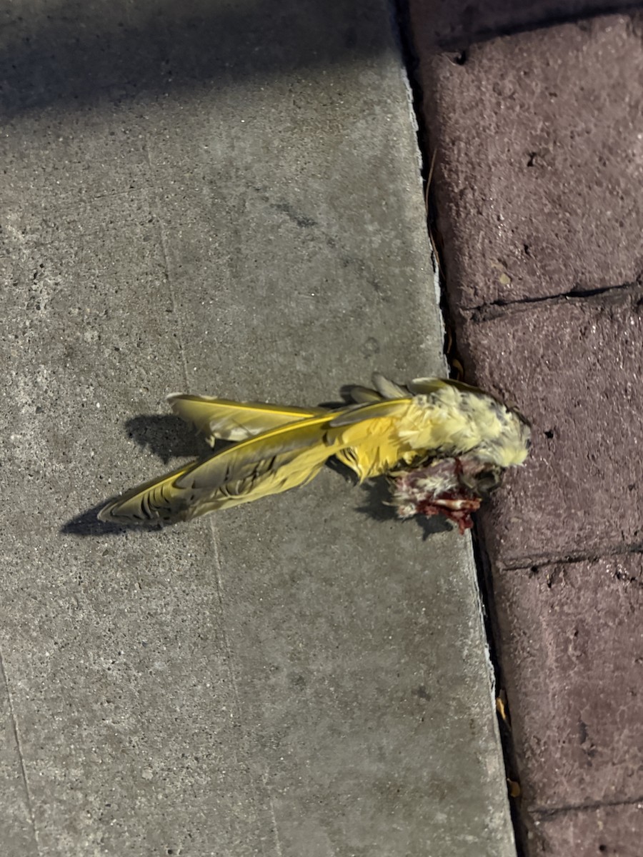 Northern Flicker (Yellow-shafted) - ML643396946