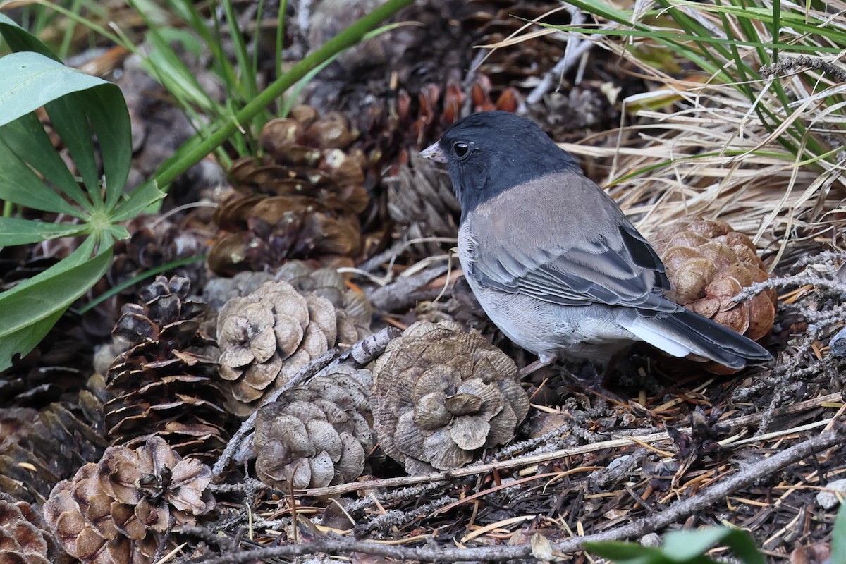 Dark-eyed Junco - ML643396957
