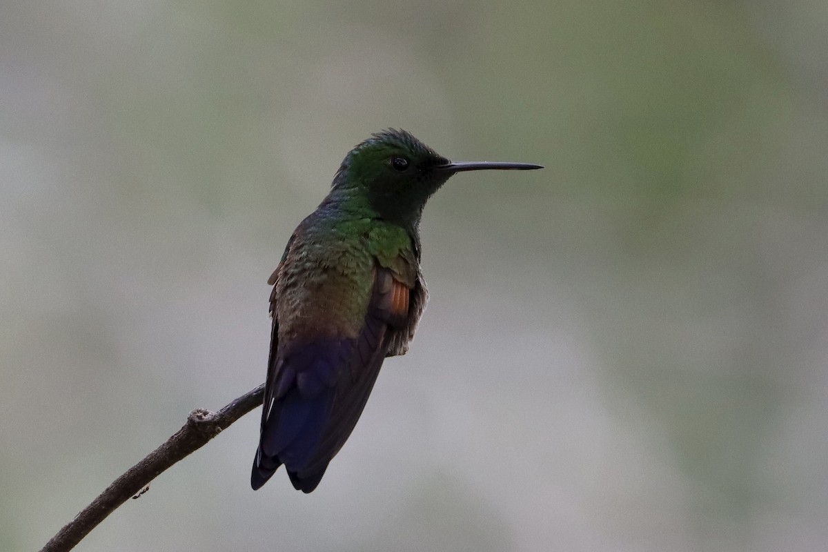 Амазилія-берил синьохвоста - ML643396958