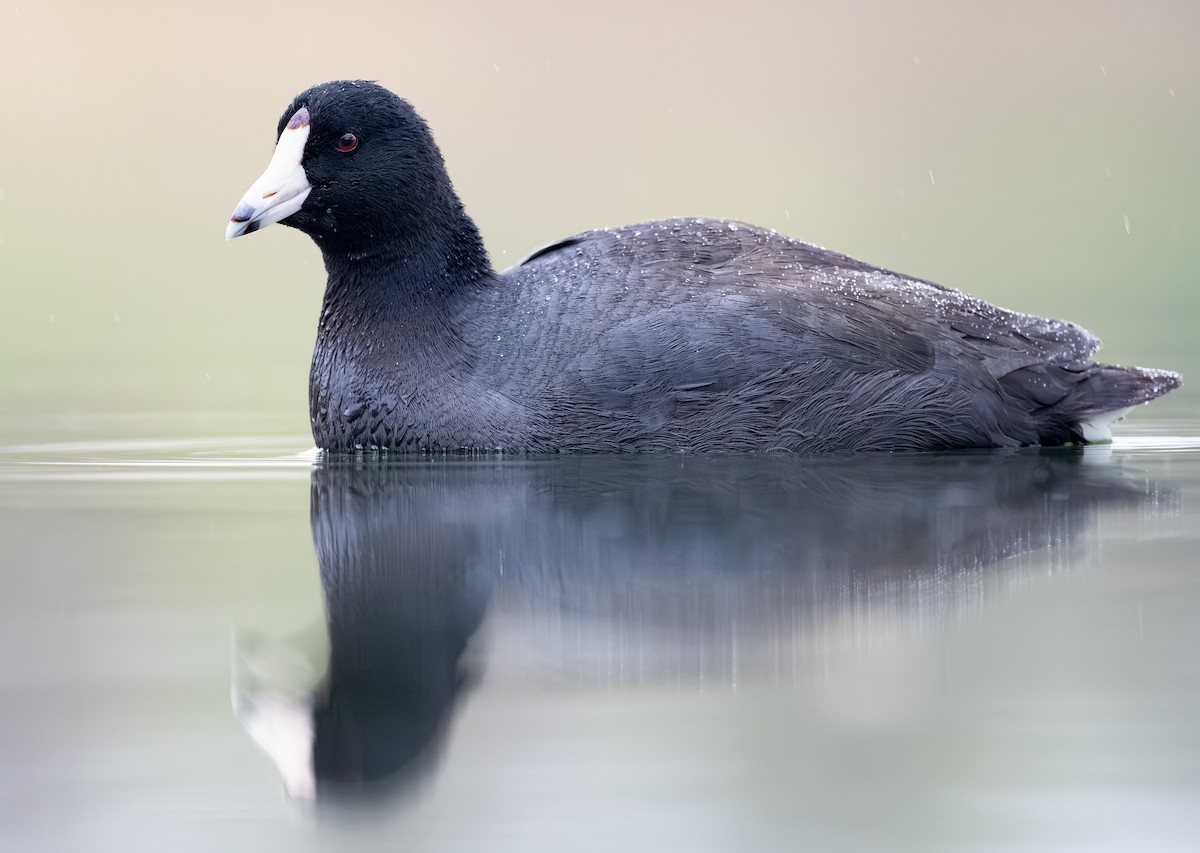 American Coot - ML643396965