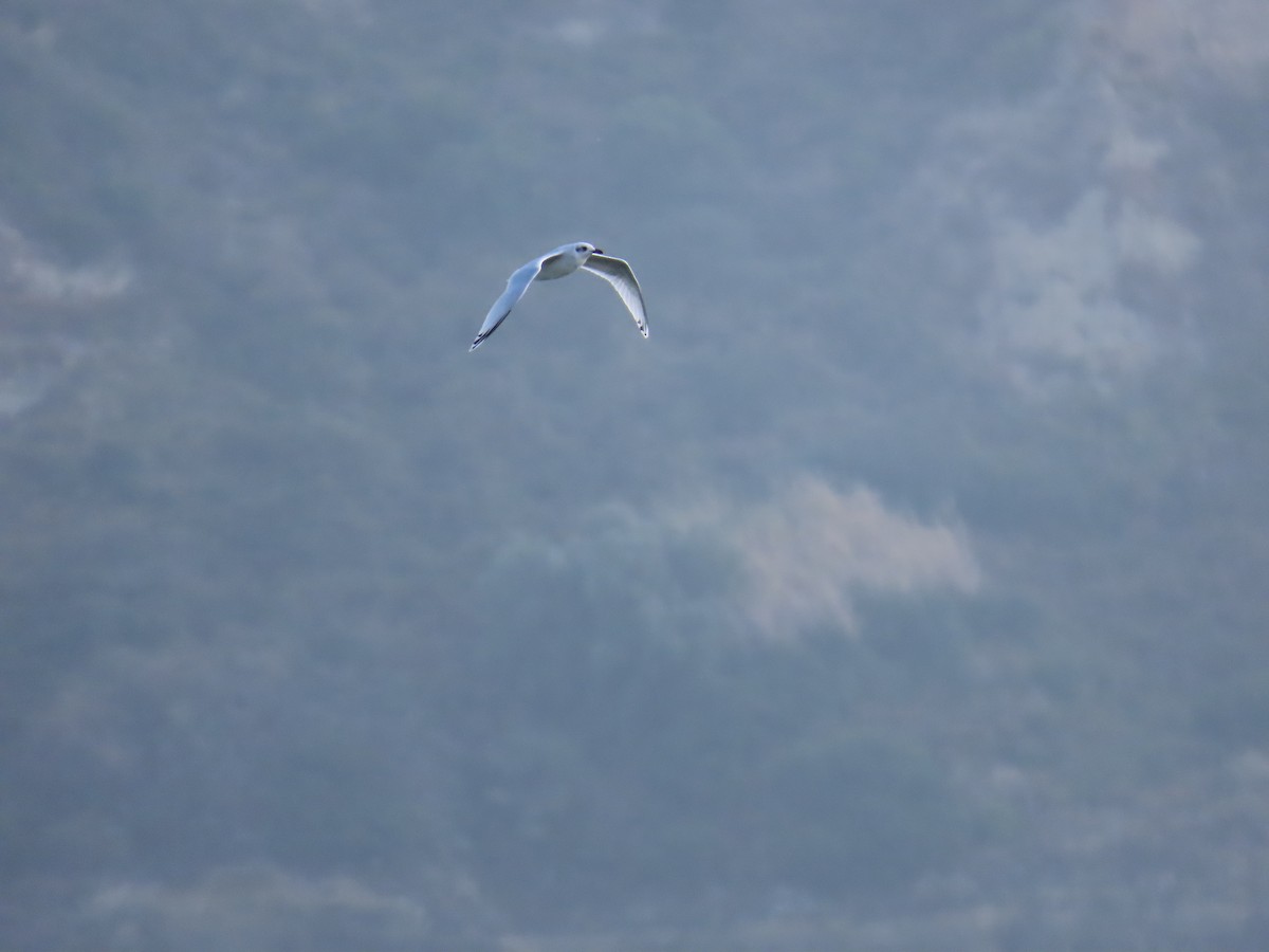 Mediterranean Gull - ML643396970