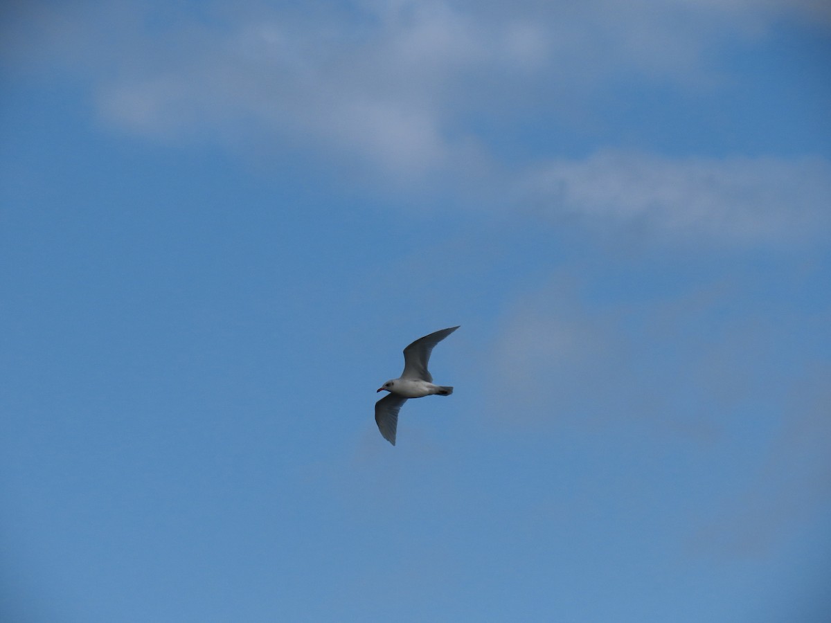 Mediterranean Gull - ML643396971