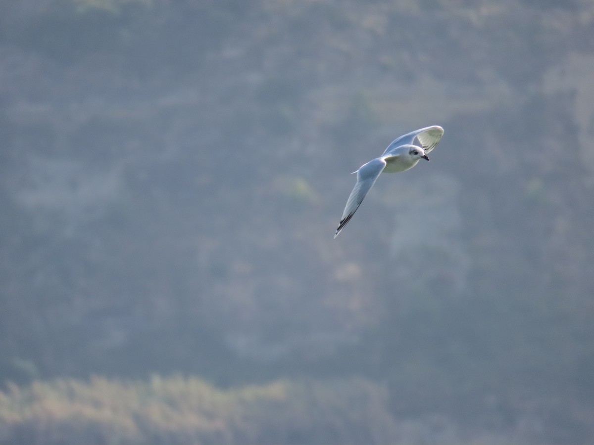 Mediterranean Gull - ML643396972