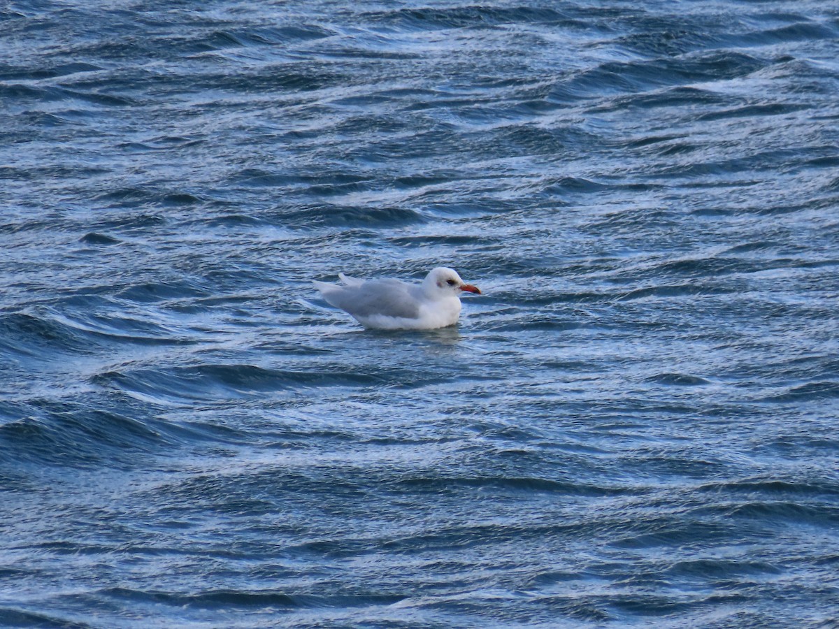 Mediterranean Gull - ML643396974