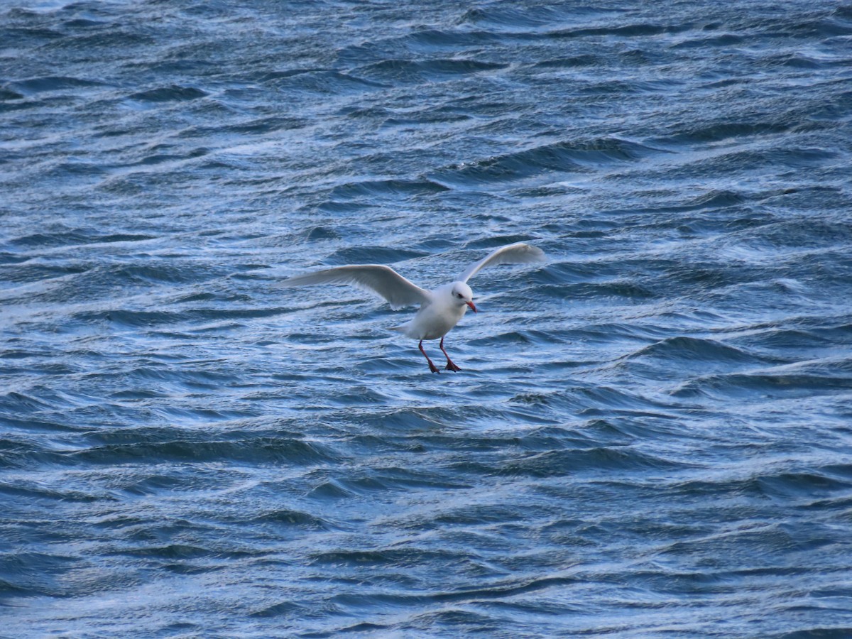 Mediterranean Gull - ML643396975