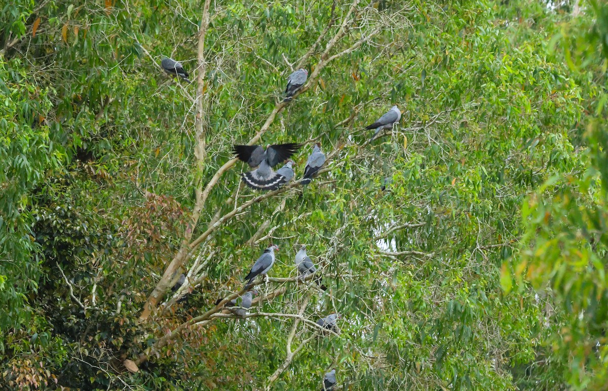 Torresian Imperial-Pigeon - ML643396978
