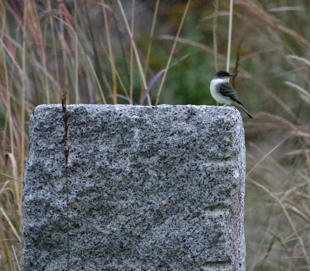 Eastern Phoebe - ML643396982