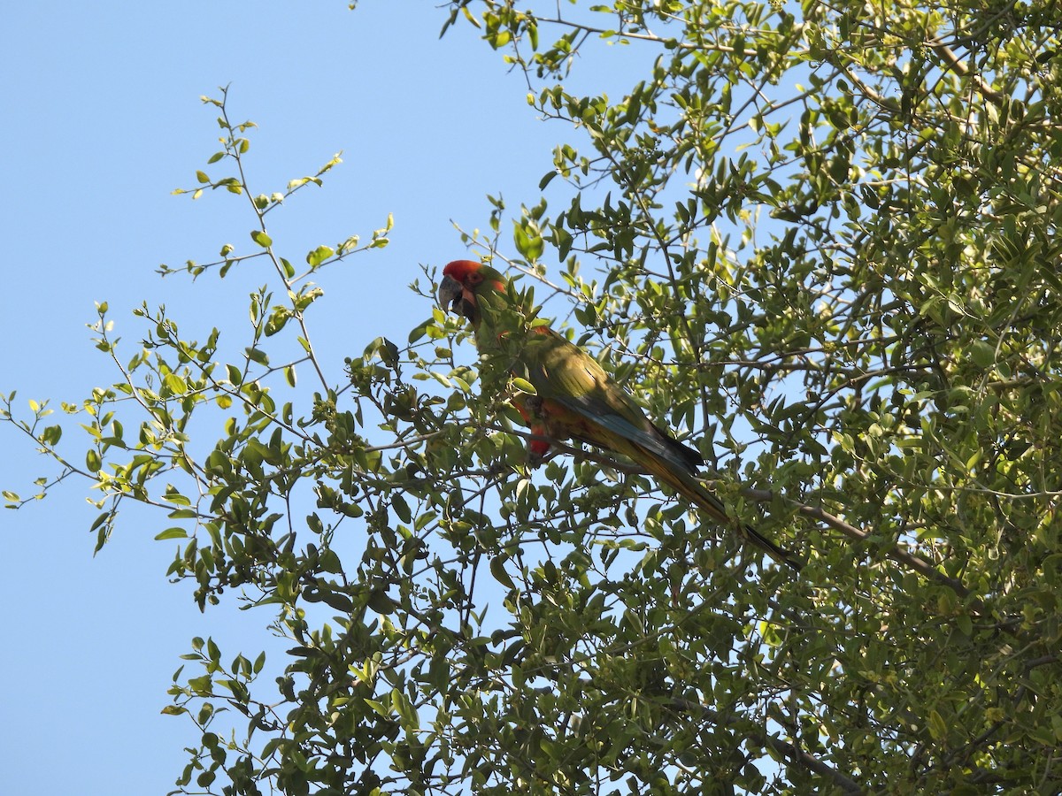 Red-fronted Macaw - ML643396984