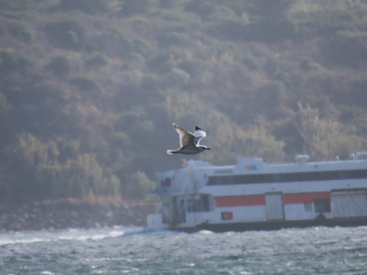 Black-headed/Mediterranean Gull - ML643396992