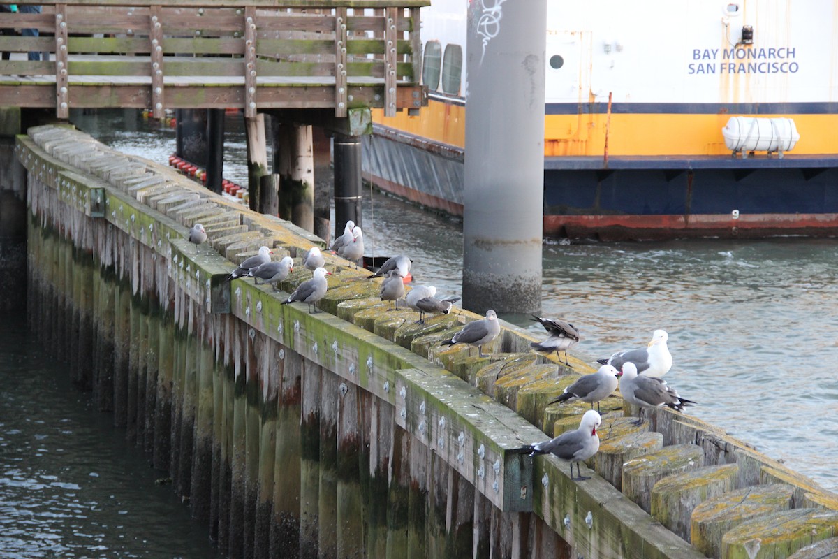 Heermann's Gull - ML643396995