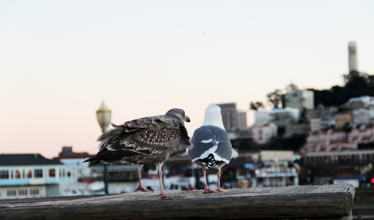 Western Gull - ML643396998
