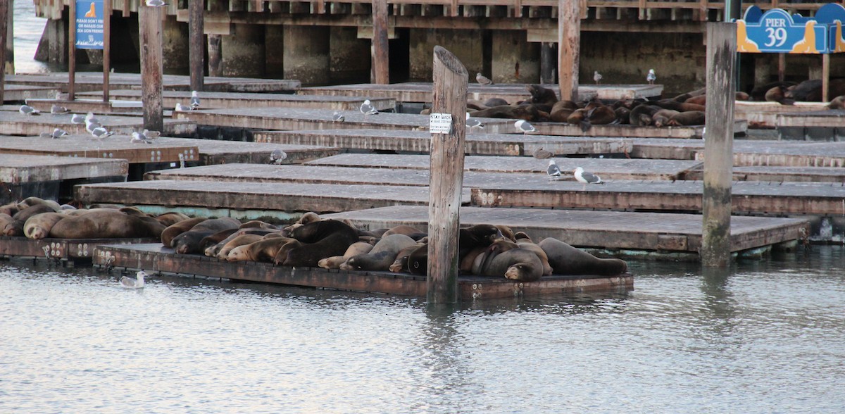 Western Gull - ML643396999