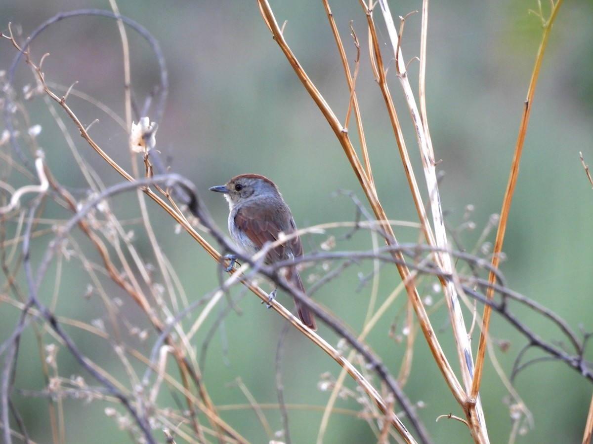 Rufous-capped Antshrike - ML643397005