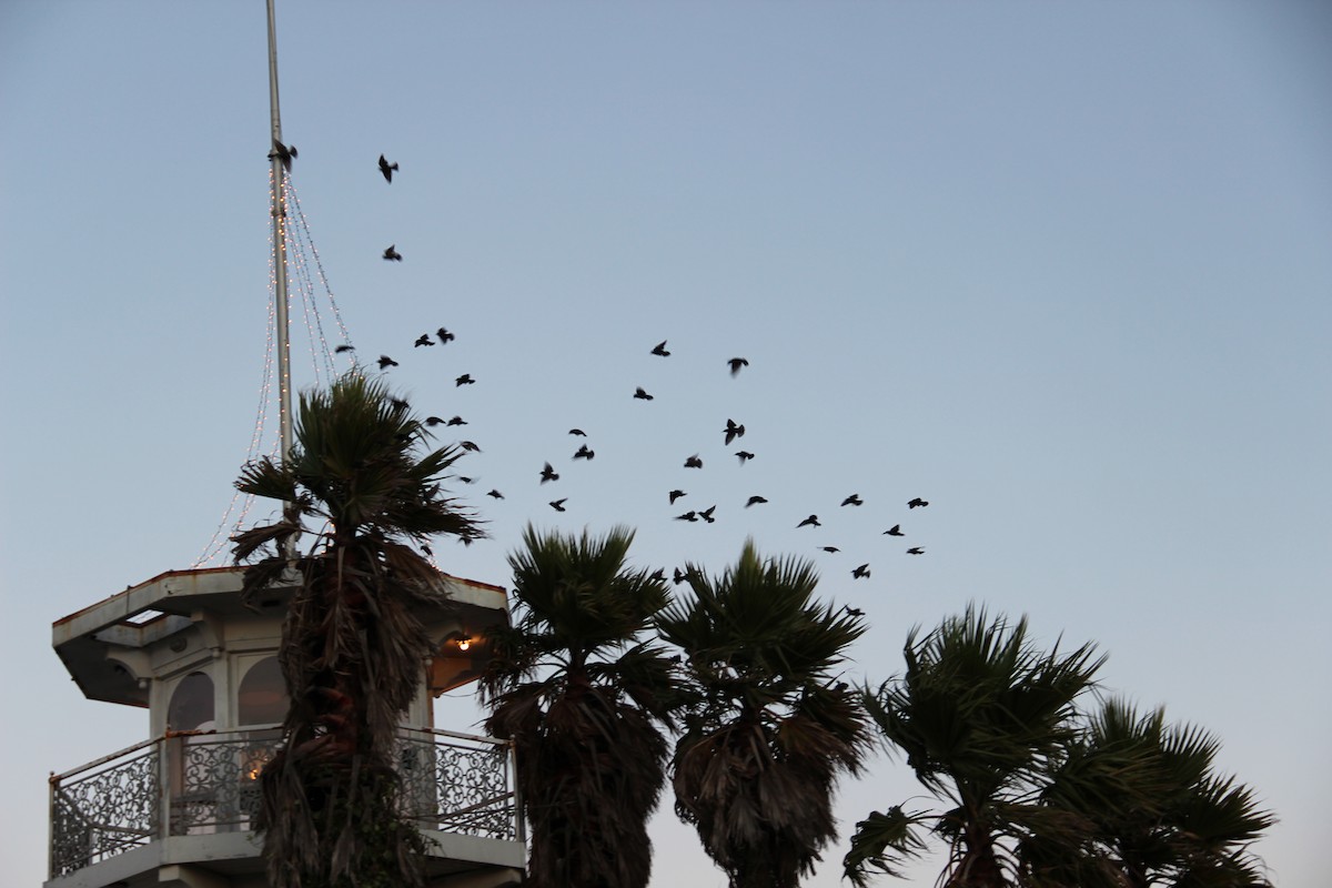 Arabazozo pikarta - ML643397009