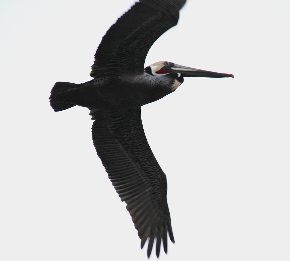 Pelikano arrea - ML643397012