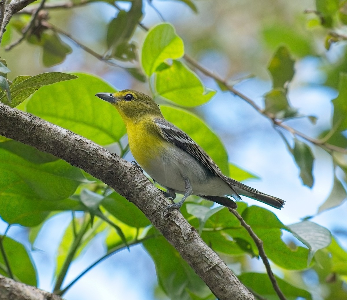 Sarı Gerdanlı Vireo - ML643397038