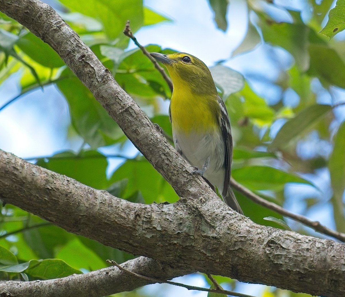 Sarı Gerdanlı Vireo - ML643397039