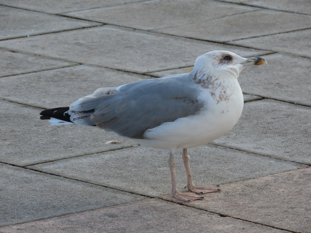 Yellow-legged Gull - ML643397061