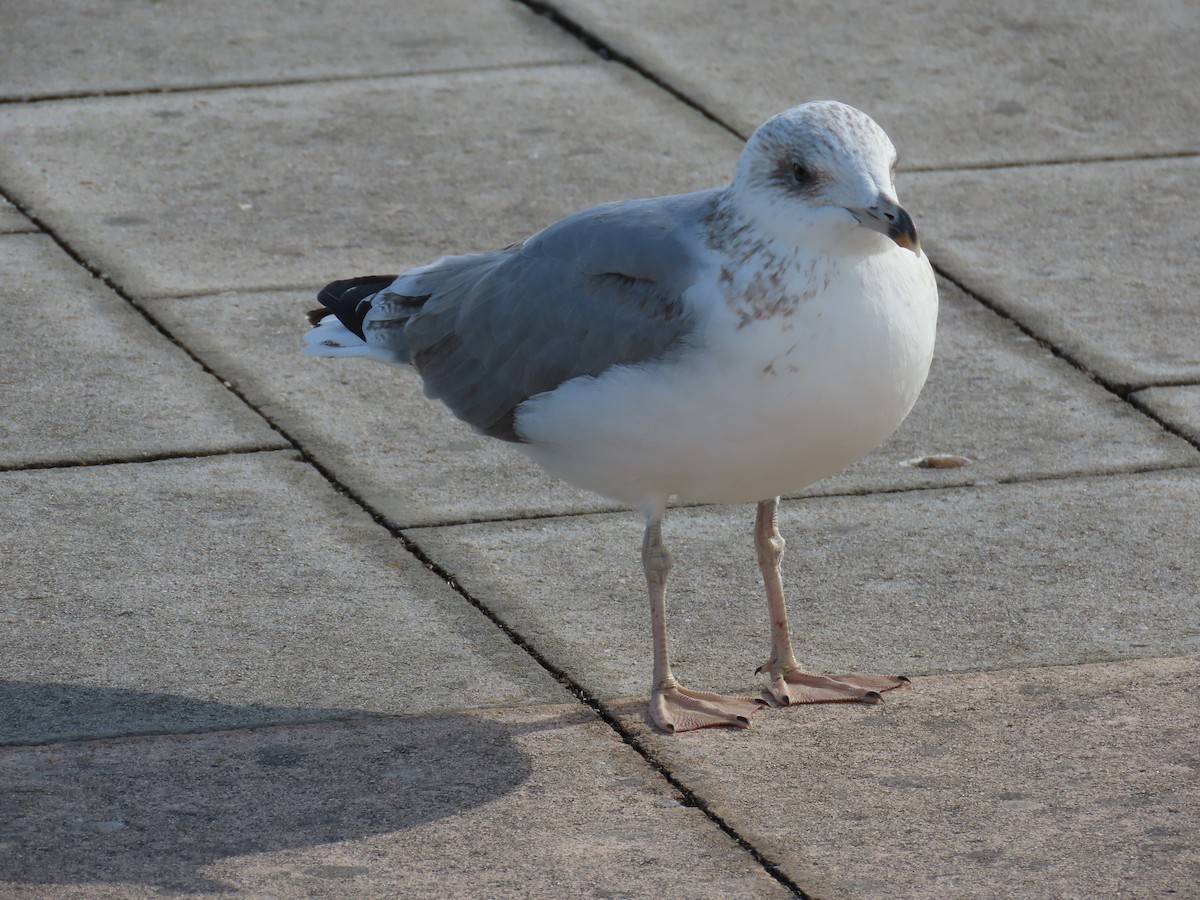 Yellow-legged Gull - ML643397062