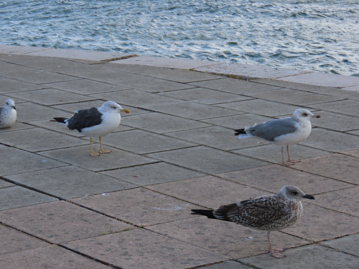 Yellow-legged Gull - ML643397063