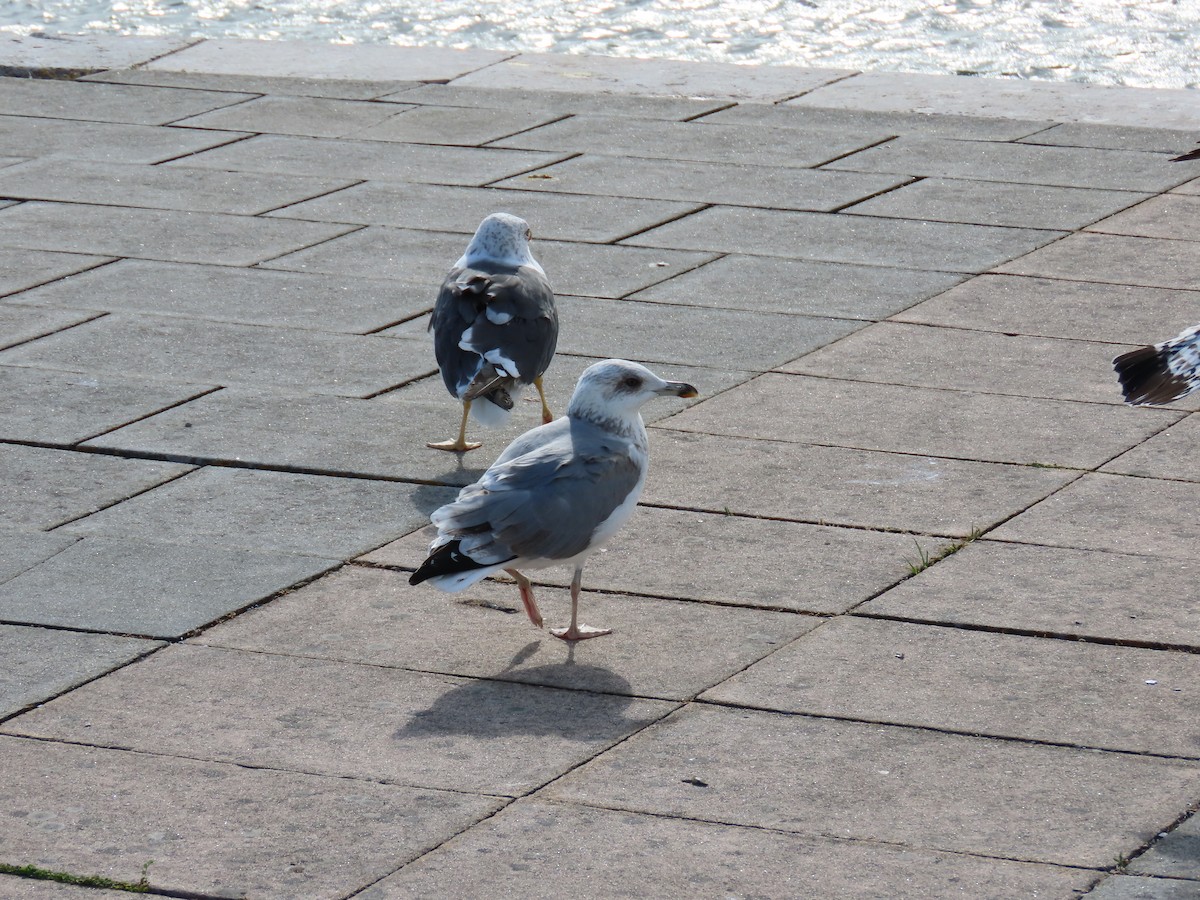 Yellow-legged Gull - ML643397064