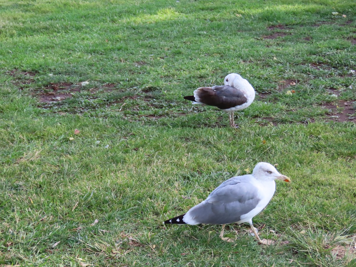 Yellow-legged Gull - ML643397065