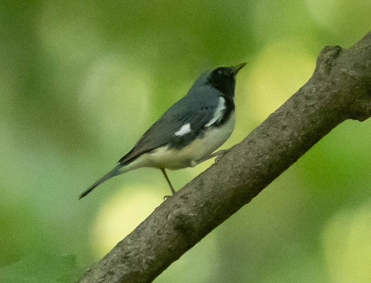 Black-throated Blue Warbler - ML643397073