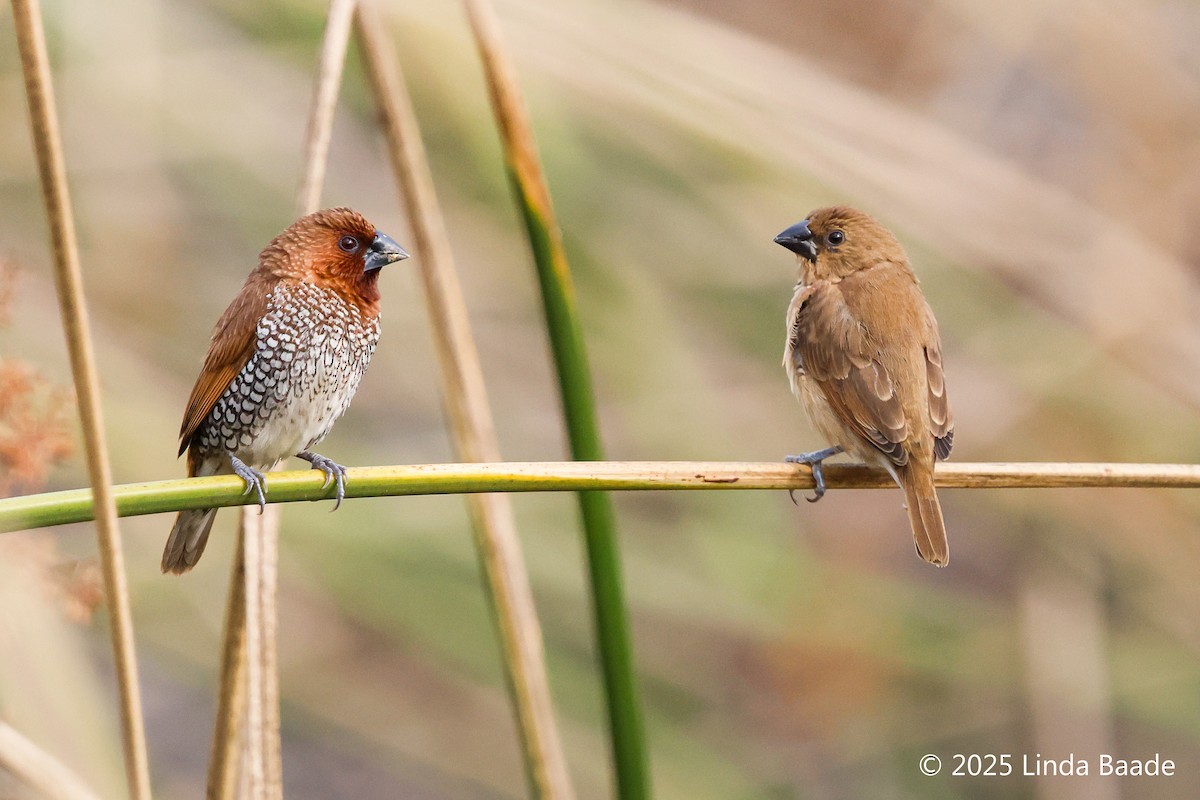 panenka muškátová - ML643397075