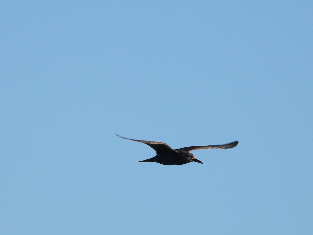 Inca Tern - ML643397082